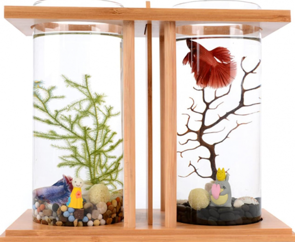 Aquarium outdoor dengan desain teras bambu dan ikan cupang